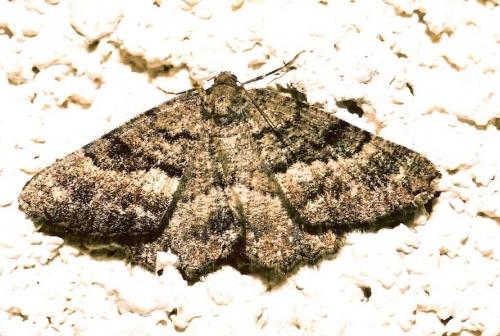 Selidosema taeniolaria